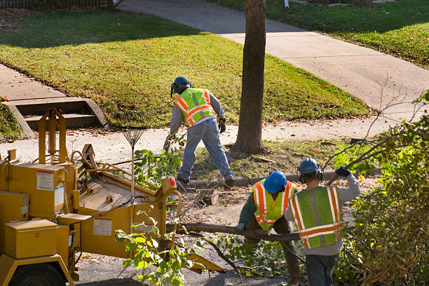 The Steps Involved in Our Tree Care Process in Double Springs, AL